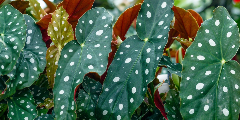 begonia maculate