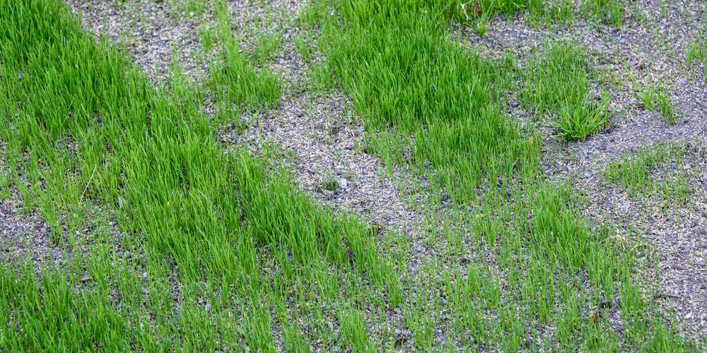 should i kill weeds before overseeding