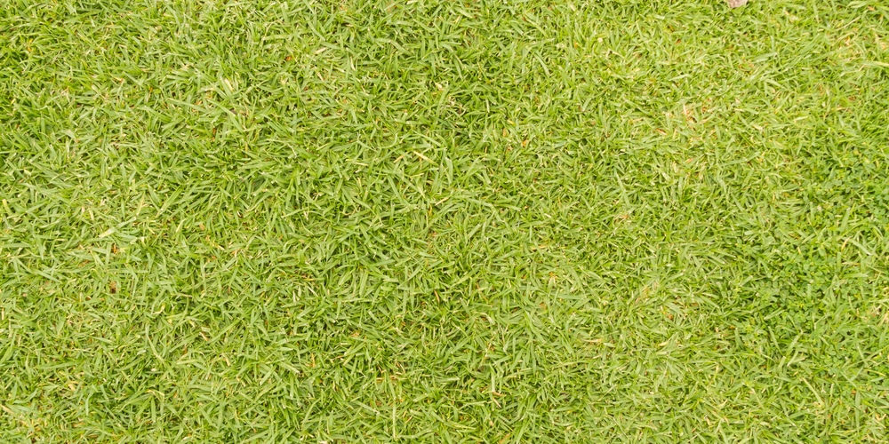 paspalum grass yard