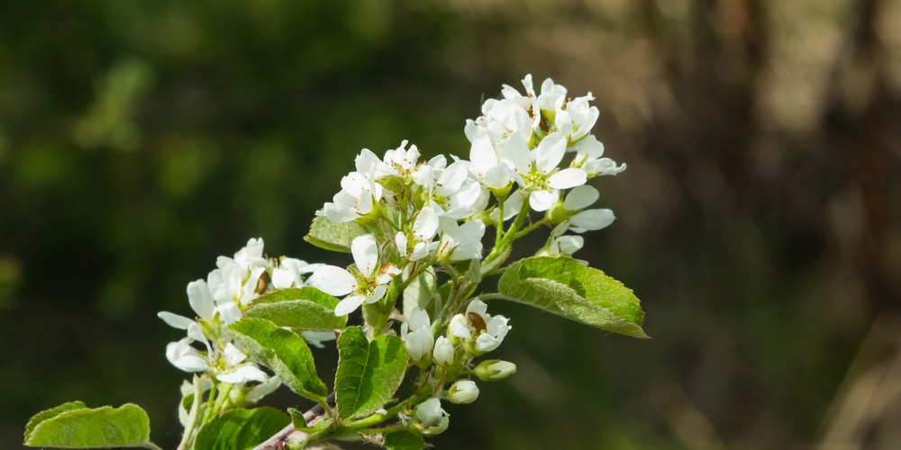 flowering trees in Georgia