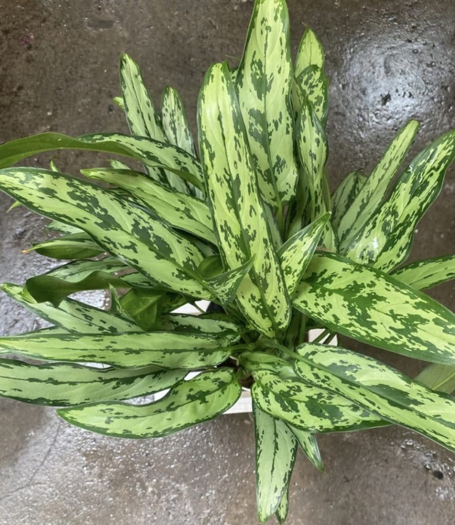 Aglaonema Cutlass Care