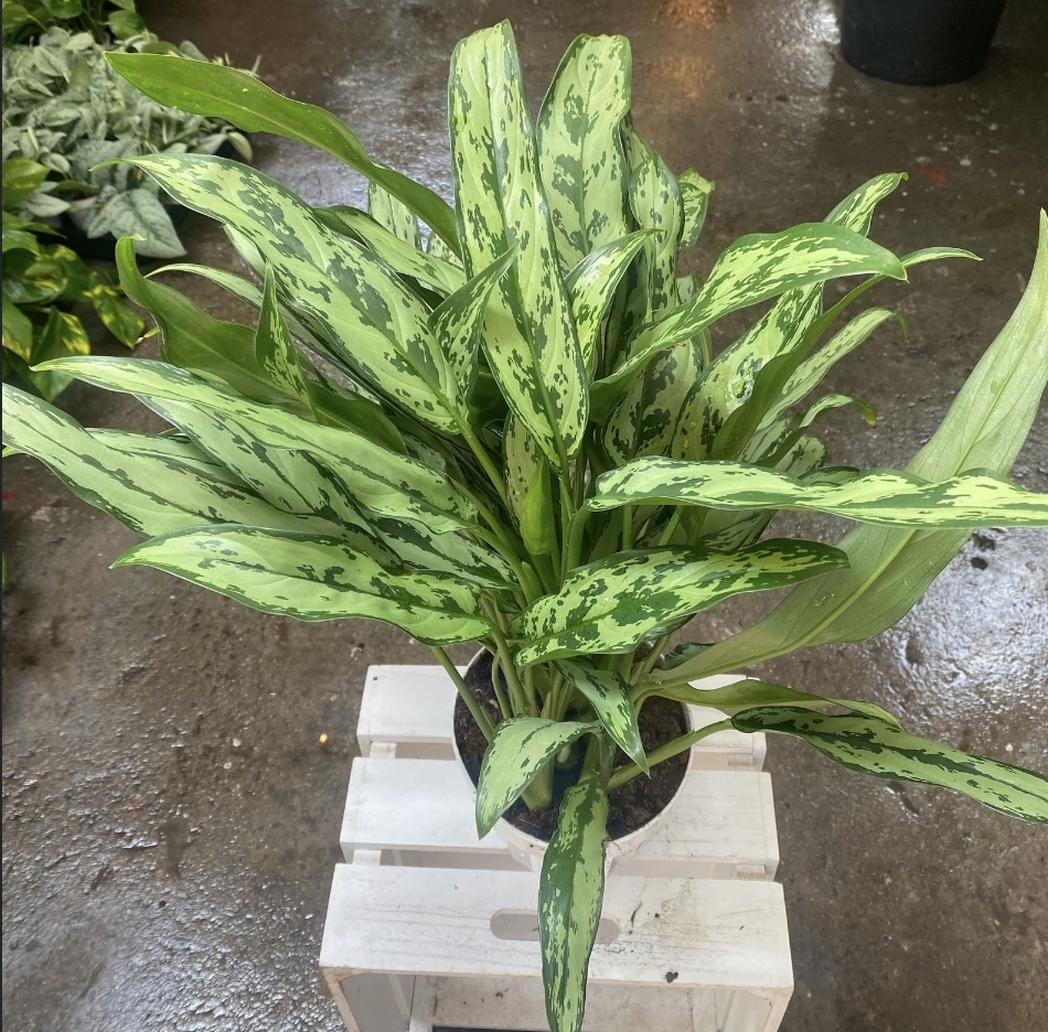 Aglaonema Cutlass