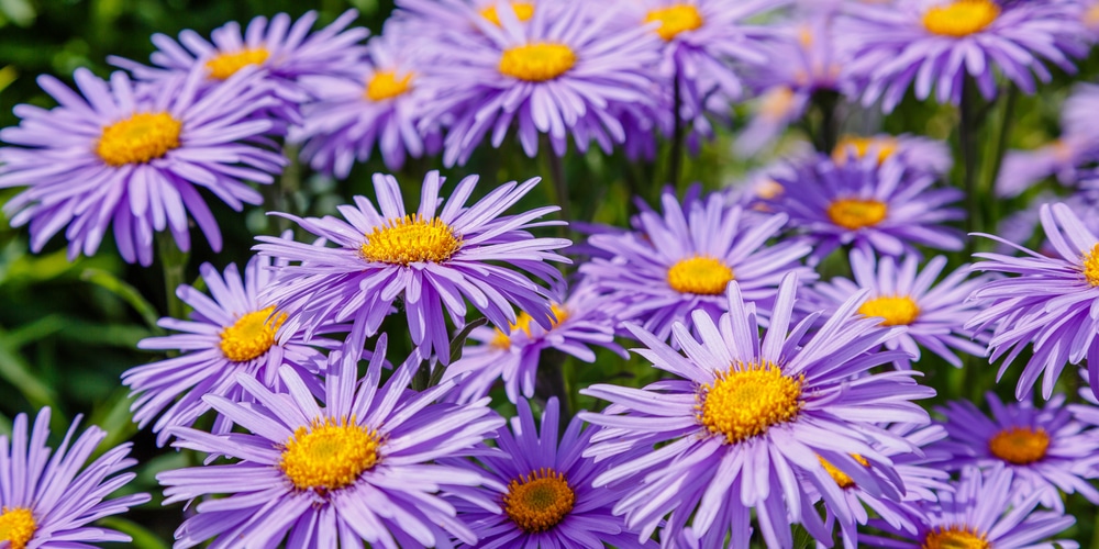 Flowers to Plant in May