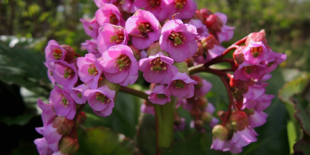 Bergenia window plant