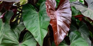 Blushing Philodendron