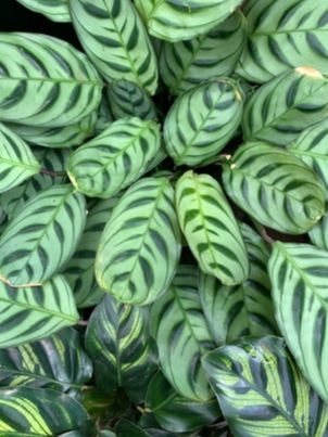 Calathea Exotica