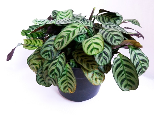 Calathea Exotica Care