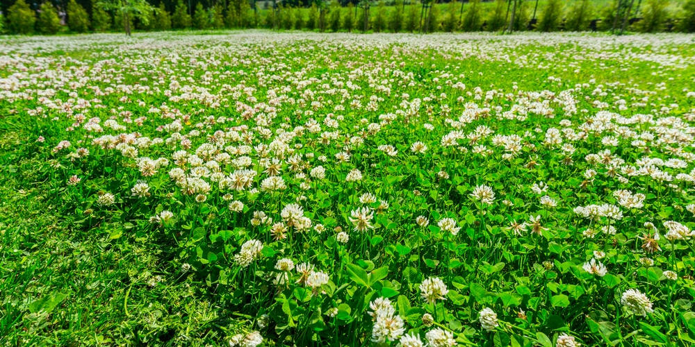how long does it take clover to bloom