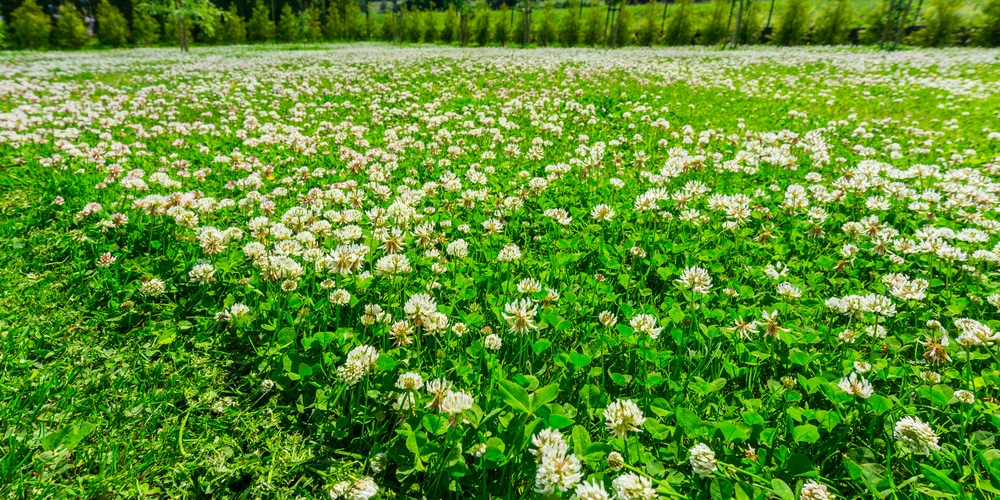 Clover in fall