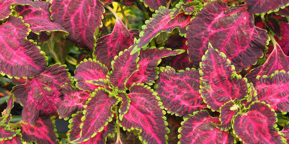 Coleus Varieties