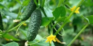 Do Cucumber Plants Like Epsom Salts