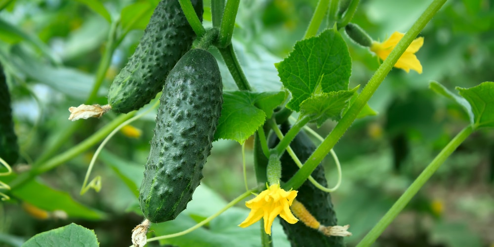 Cucumber Plant Growth Stages