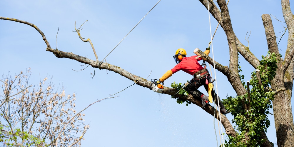 Keep Cut Branches from Regrowing