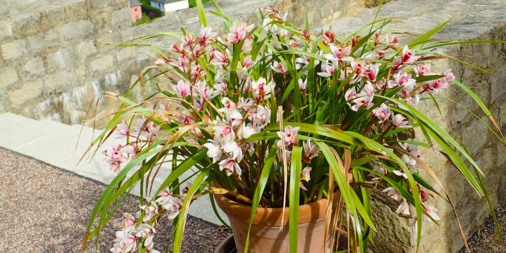 Cymbidium Orchid Growth and Care