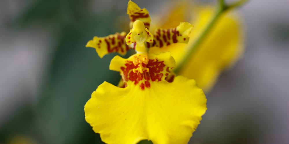 Dancing Lady Orchid