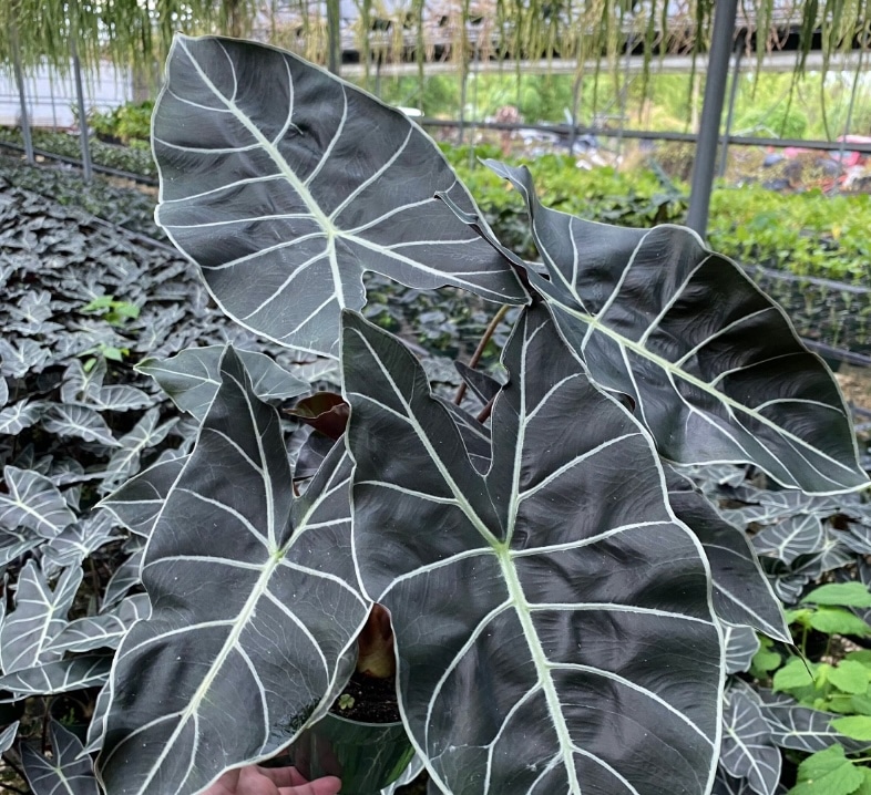 Dragon's Tooth Plant