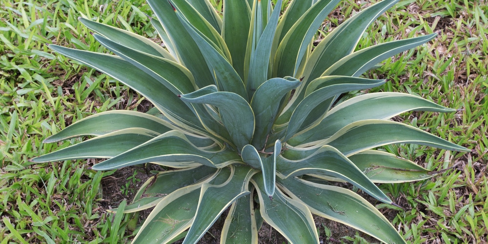 12+ plants similar to snake plant - LorrelArsalan