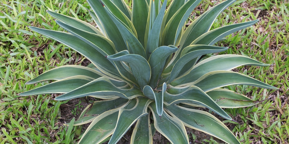 plants similar to snake plant