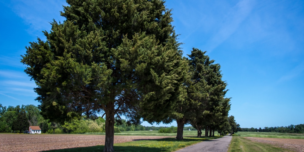 Cedar Trees in Florida