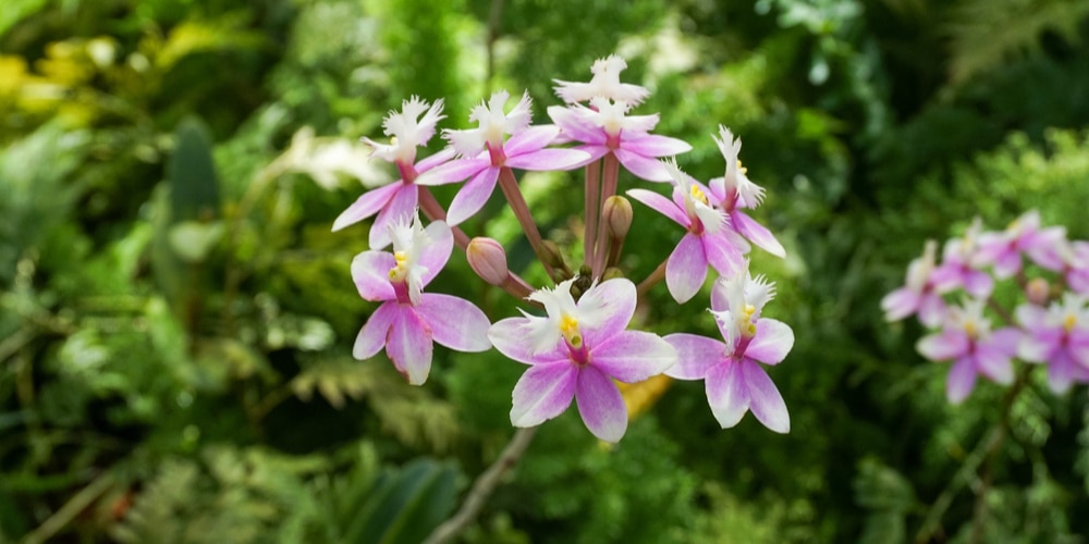 orchid in bathroom