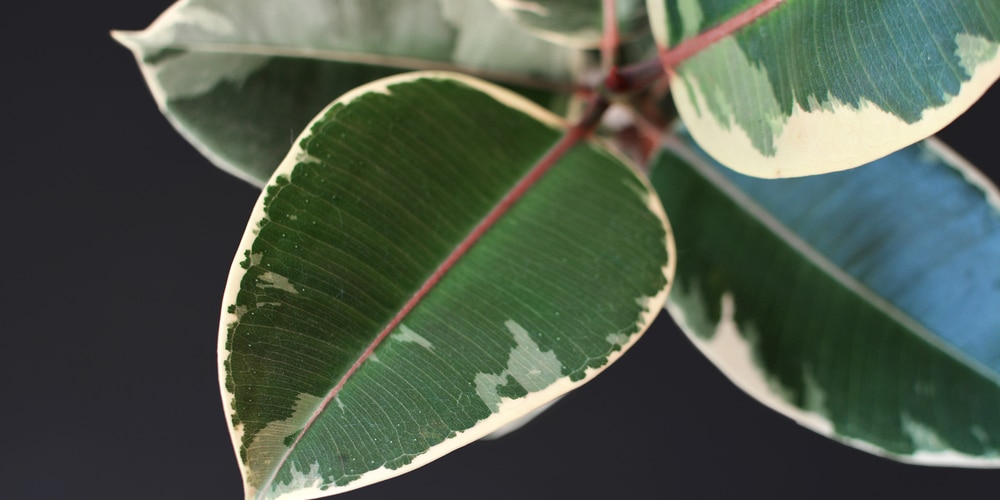 Ficus Elastica Tineke Care