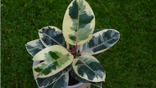 Ficus Elastica Tineke