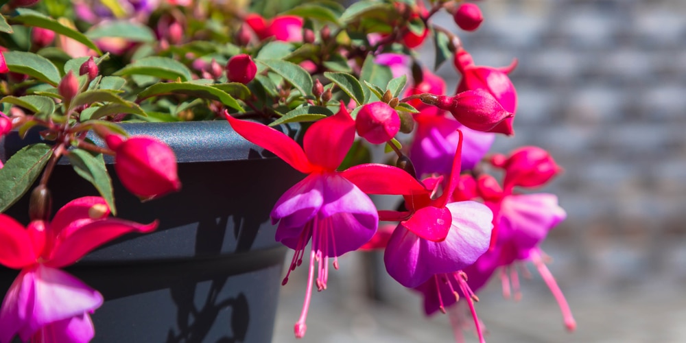 Fuchsia makes a great window plant