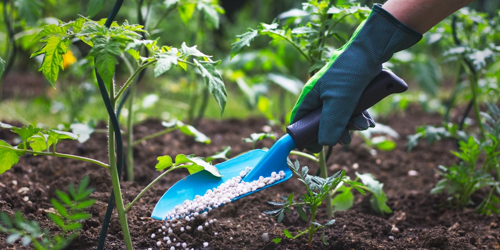 Fertilizer With Iron