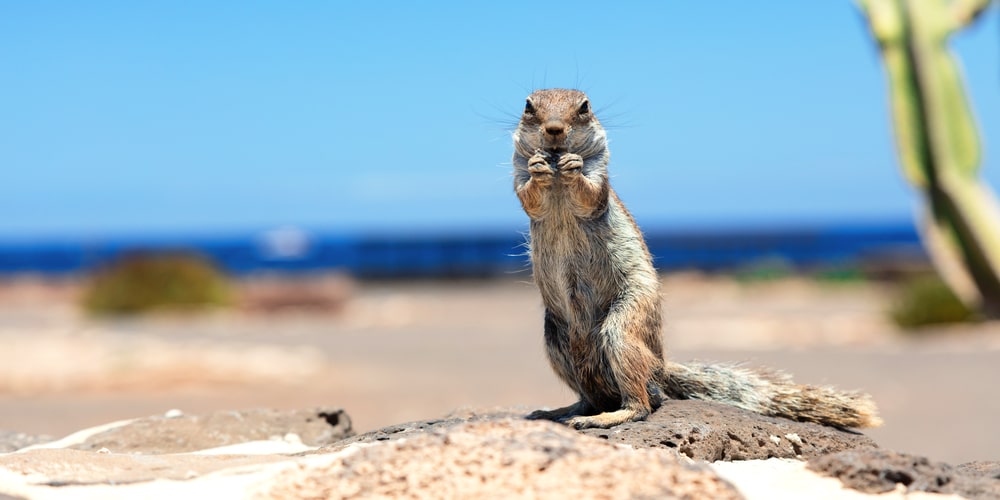 When Do Gophers Come Out Of Their Holes