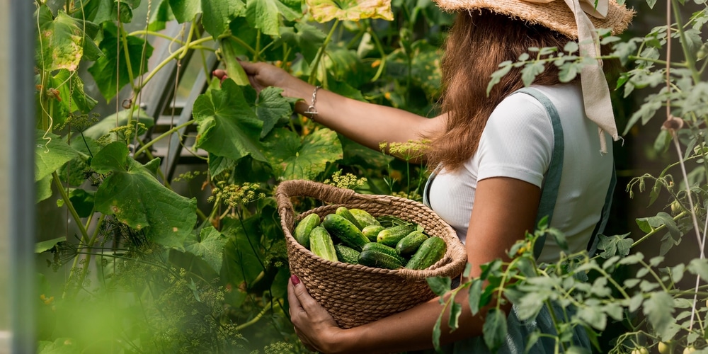 Harvesting Cucumbers By Hand