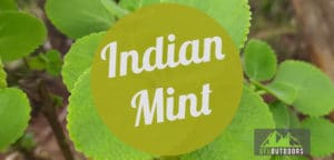 Indian Mint Plant Care Guide