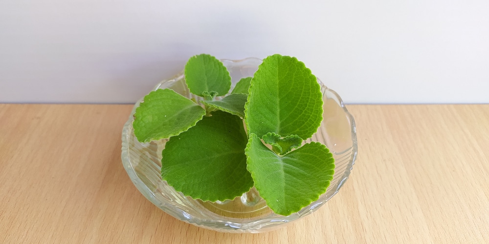 growing mint in pots