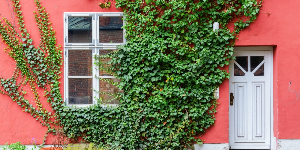 Ivy Covered Window
