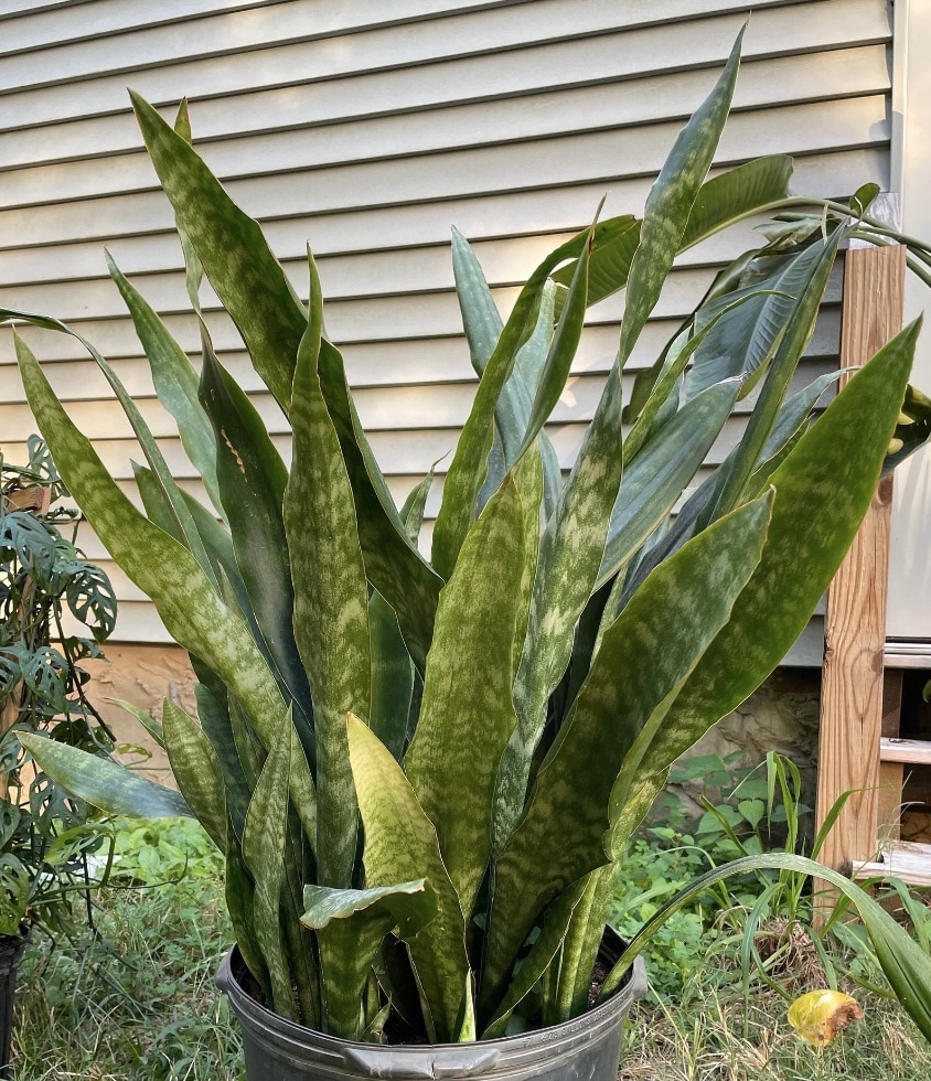 Snake Plant Falling Over: Common Causes of Leaning