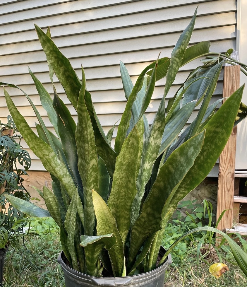 can snake plants live outside