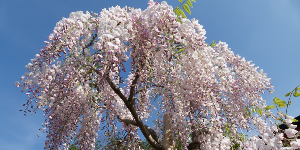 trees with white flowers