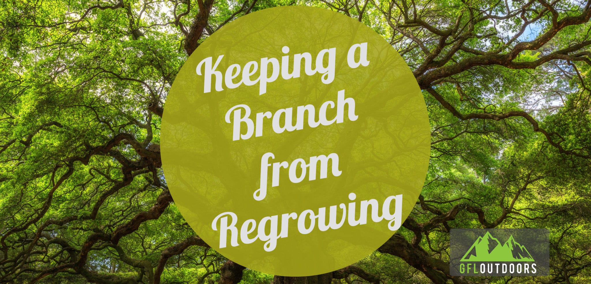 An Ironclad Way to Stop Tree Branches from Growing Back