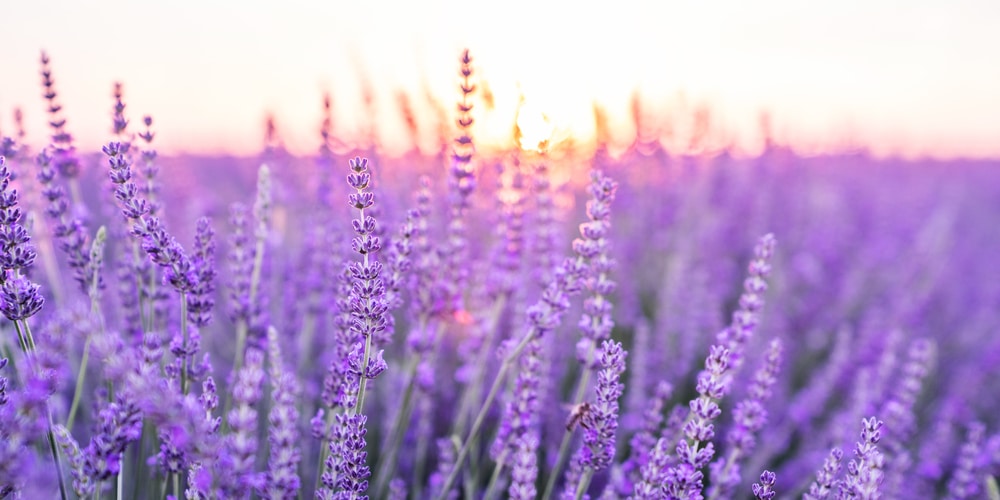 Lavender Flowers symbolize strength