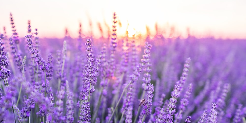 is lavender good for bees