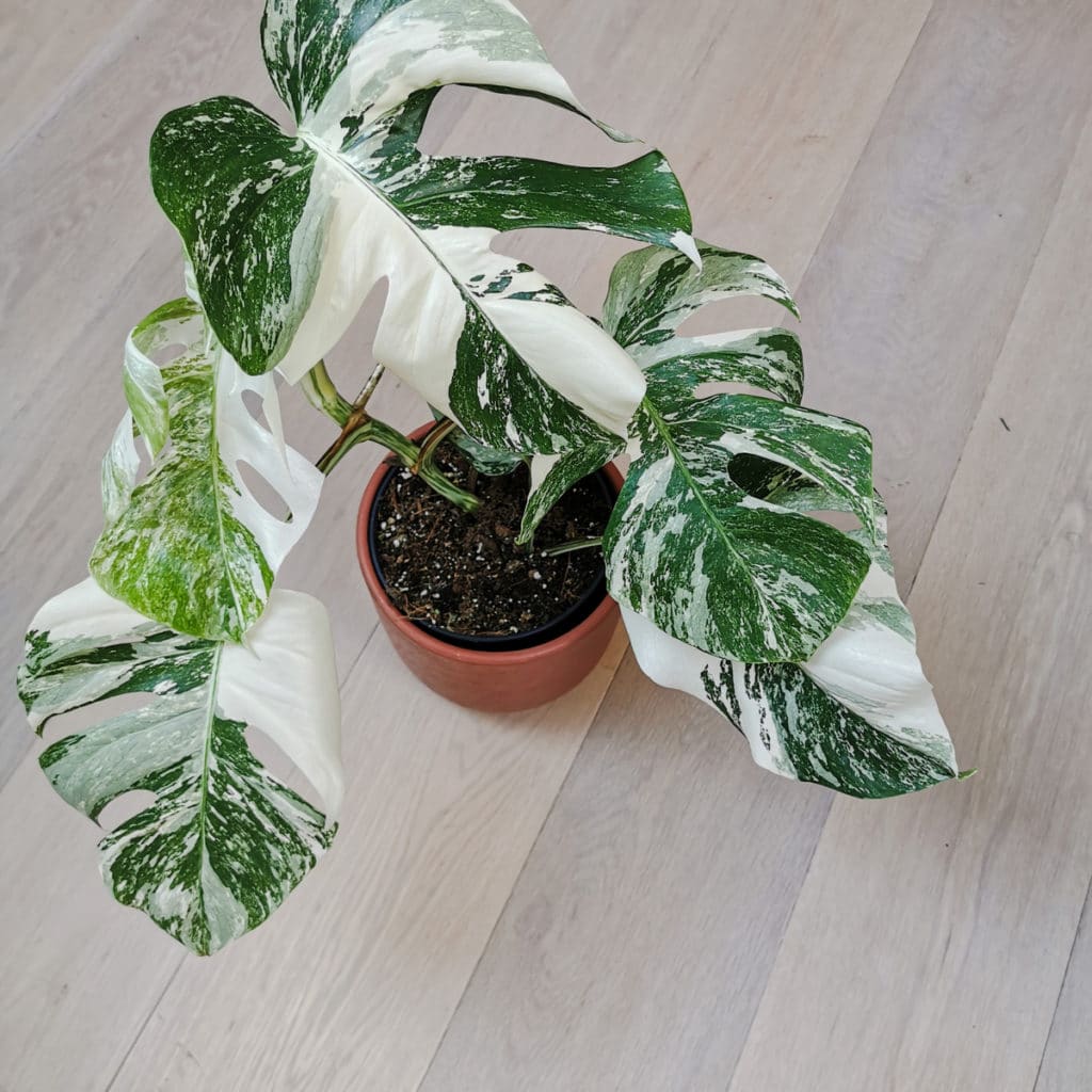 monstera albo Propagation