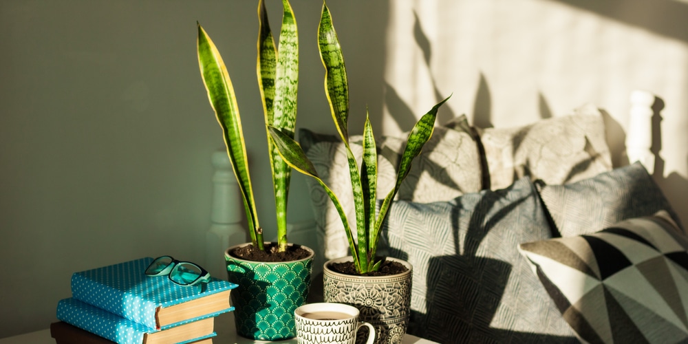 Do Snake Plants Like to Be Root Bound?