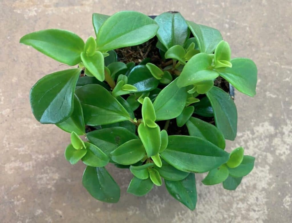 bibi plant
