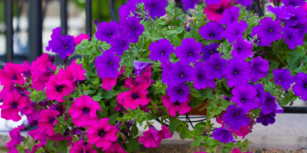 when to plant petunias in utah