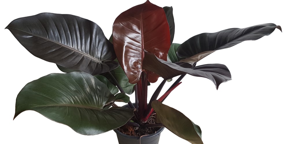 Philodendron Black Cardinal