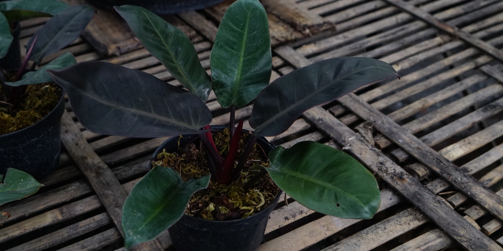 Philodendron Black Cardinal