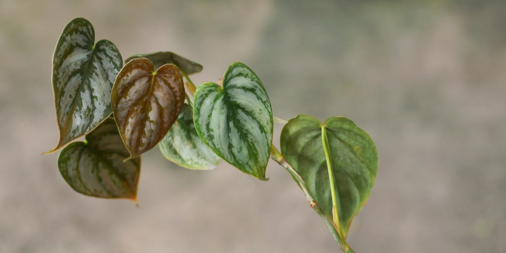 Philodendron Brandtianum Growth and Care