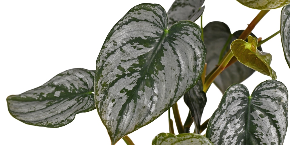 Philodendron Brandtianum Growth and Care