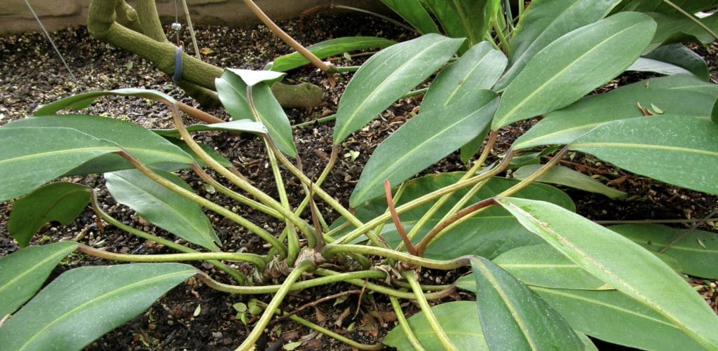 Philodendron Callosum