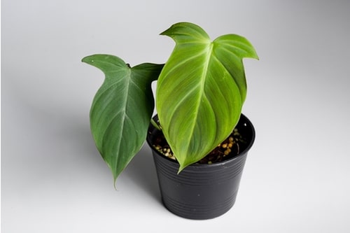 Philodendron Camposportoanum Care