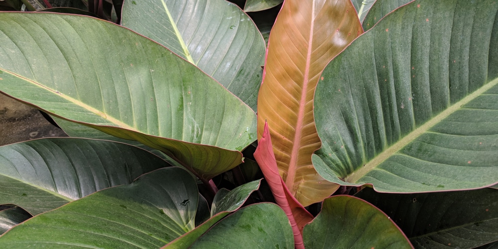 Philodendron Rojo Congo Care